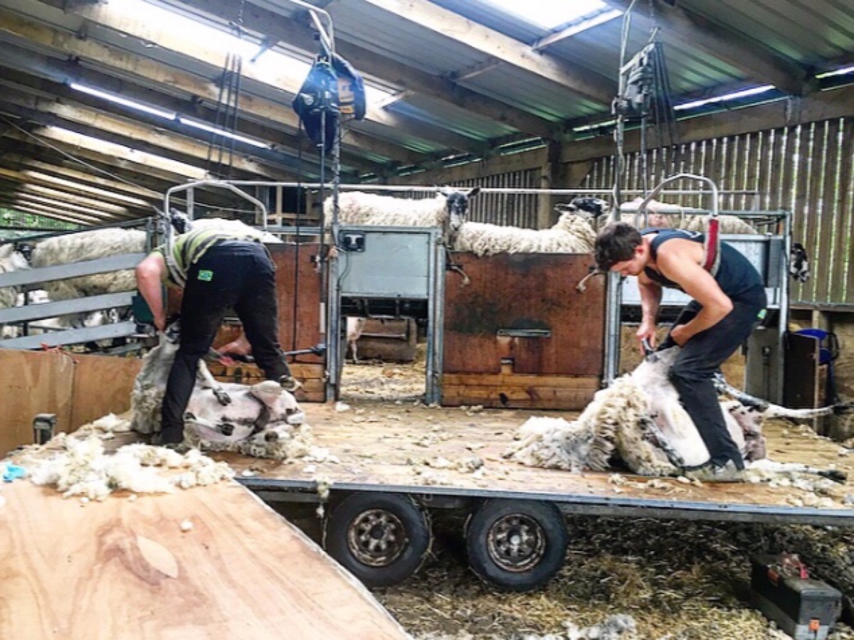 Shearing 101: What happens?